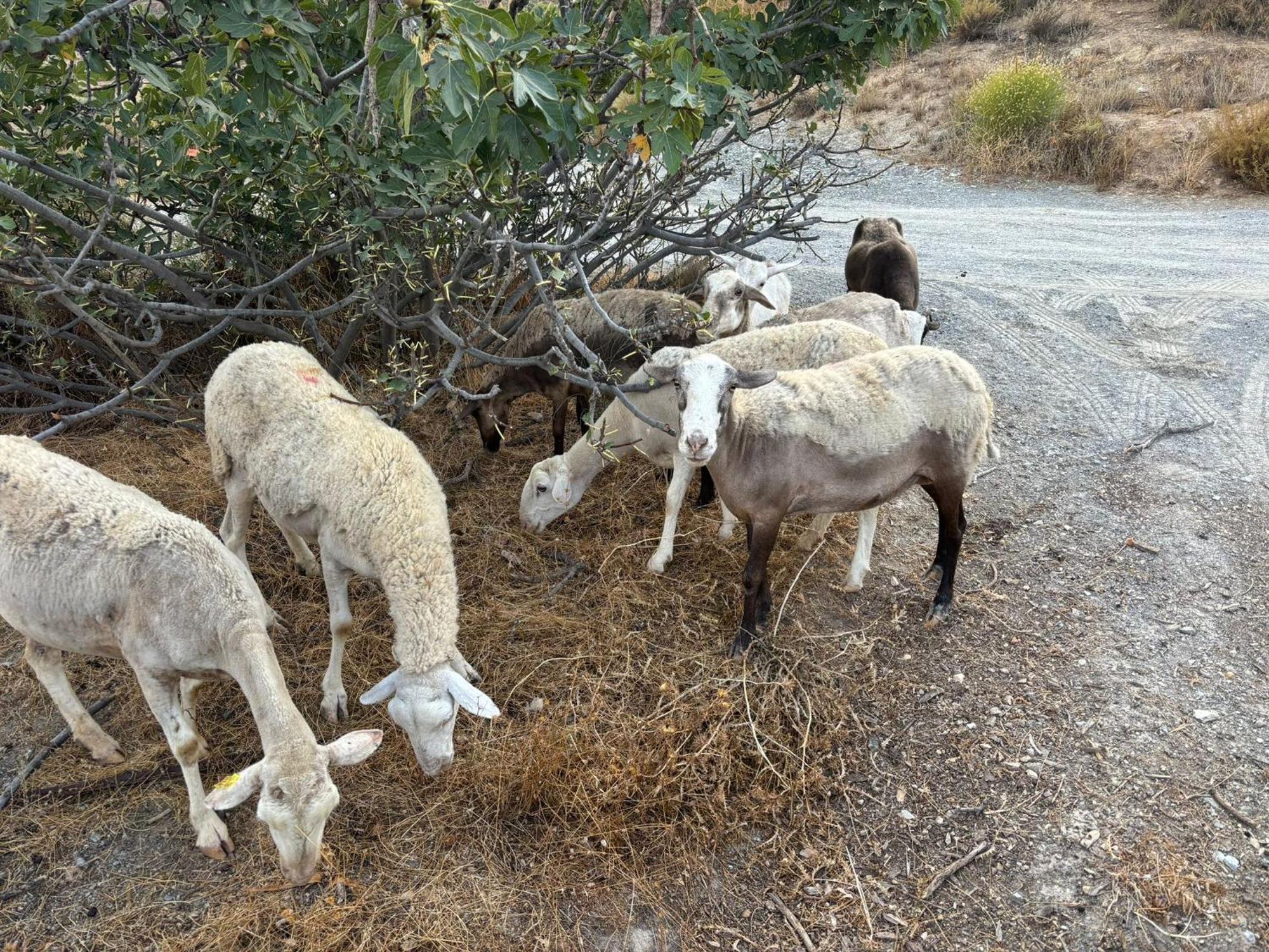 Cortijo La Vista Villa Orgiva Eksteriør billede